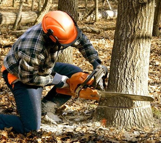 Tree Removal in Alpha, IL